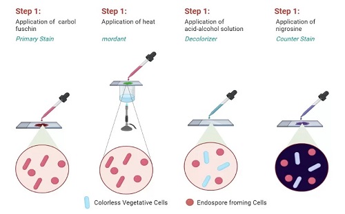 Dorner s Staining Introduction Spore Reagent Principle Procedure dorner-s-staining-introduction-spore-reagent-principle-procedure